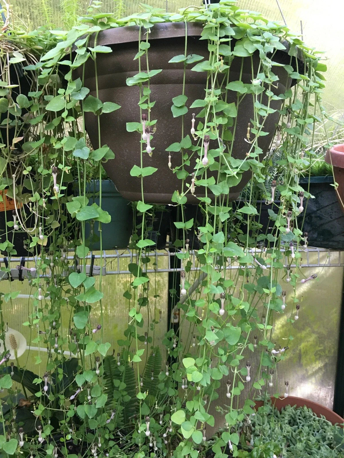 String of Hearts Cuttings 8
