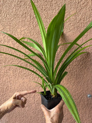 Pandan Live Plants 10" - 24" Fragrant Variety Pandanus amaryllifolius, lá Dứa Rooted for Cooking and Aromatherapy