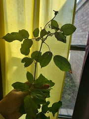 Queen of Elegance Rose Cuttings - 10 Inch - (Rosa 'Queen of Elegance') - Premium Floral Gardening Supplies