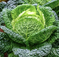 Savoy Perfection Cabbage Seeds | 1000 Non-GMO Seeds | Brassica oleracea