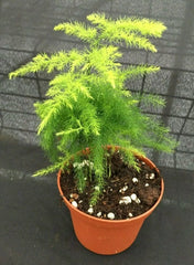 Asparagus Plumosus Fern Plant 3" Pot Rooted Live Houseplant