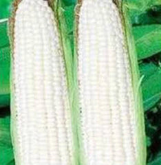 Corn Seeds - Stowell's Evergreen White Heirloom - 20+ Seeds - Delicious & Sweet
