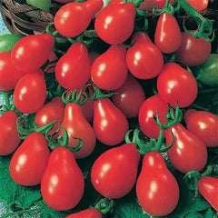 Red Pear Tomato Seeds - 30+ Heirloom NON-GMO Seeds - Perfect for Home Gardens (Solanum lycopersicum)
