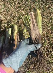 Live Lemongrass Plants - 4 Rooting Stalks for Mosquito Repellent, Tea & Cooking - Cymbopogon citratus