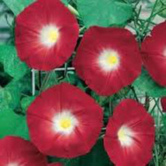 Scarlet O'Hara Morning Glory Seeds - 100+ Seeds - Season Long Blooms - Ipomoea purpurea