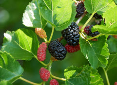 Red Mulberry Live Plant 16-24 Inches Morus Rubra 1-2 Years Old Hardy Zones 5-9