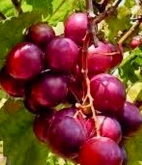 Muscadine Red Ruby Croc Cuttings - 20 Fresh Green Rooting Cuttings (Vitis rotundifolia)