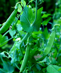 Sugar Snap Pea Seeds 100+ Count for Planting Pisum sativum, Heirloom Variety, Non-GMO, Organic Gardening