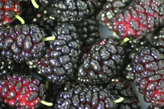 Organic Black Mulberry Cuttings - 12 Thin Cuttings, Non-GMO, Morus nigra