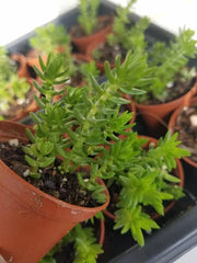 Crassula Schimperi Lizard's Tail Plant - Succulent - Drought Tolerant - Full Sun - Indoor/Outdoor Plant