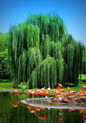 Weeping Willow Tree Cutting - Live Plant - Beautiful Arch - Salix babylonica - Memorial Gift