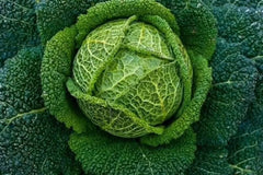 Savoy Perfection Cabbage Seeds - 100+ Heirloom NON-GMO - Fresh Brassica oleracea