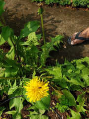 Dandelion Live Organic Plants 10 Count - Taraxacum officinale - Non-GMO, Fresh Roots for Gardening