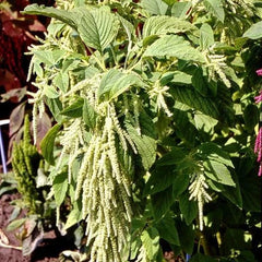 Amaranth Seeds - 1000 Non-GMO Green Tails Foxtail Tasselflower - Amaranthus viridis