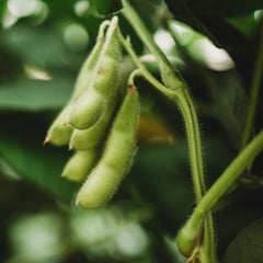 BeSweet Edamame Seeds, Non-GMO Green Soybean, Buttery Flavor, Glycine Max, Free Shipping