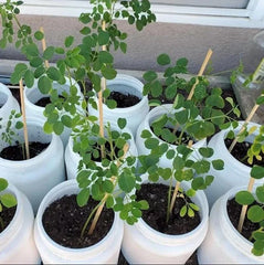 Moringa Oleifera Live Plant - 20-24 Inches Tall in Pot - Drumstick Tree - Nutrient-Rich Superfood Plant