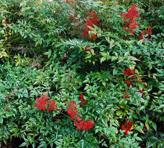 Nandina Domestica Live Plants 3-Pack 3"-6" Seedlings Heavenly Bamboo Shrub