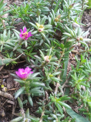 Organic Live Rooted Pink Blooms Succulents - Drought Tolerant Native Plants - Perfect for Low Maintenance Gardens