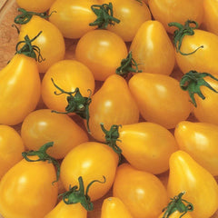 Yellow Pear Tomato Seeds 100 Ct Heirloom Non-GMO Vegetable Garden Seeds (Solanum lycopersicum)