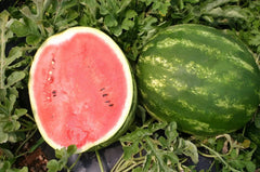 Top Gun Watermelon Seeds - 50+ Pack for Garden Planting - Citrullus lanatus - USA Grown, Non-GMO