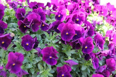 Hanging Pansy Seeds - 15 Pack Cool Wave Purple Trailing Pansy - Viola x wittrockiana