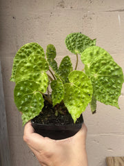 Rare Begonia Melanobullata Live Indoor House Plant 4.5” Pot Fully Rooted Green Variety