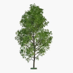 Hybrid Poplar Tree Cuttings - Fast Growing Shade Trees for Planting - Ideal for Privacy - Populus deltoides x Populus nigra