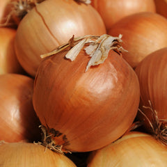 Onion Seeds 250+ Yellow Sweet Spanish Allium Vegetable Garden Seeds