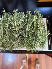 10 Fresh Organic Rosemary Stems - Culinary Herb Cuttings - Rosmarinus officinalis