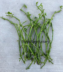 Sweet Potato Slips - 10 Rooted Vines for Edible Leaves - Ipomoea batatas - Fresh Cutting Plants Ready to Grow