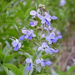 Clerodendrum Blue Butterfly Live Rooted Plant 4" Tropical Vine - No Pot - Exotic Houseplant for Indoor Gardening