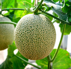 Cantaloupe Seeds (100+ Seeds) - Hale Variety - USA Grown, Ships from Iowa - Ideal for Home Garden