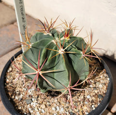 Ferocactus Recurvus Var Greenwoodii Live Plant | Rare Barrel Cactus | Unique Succulent for Home and Garden Decor