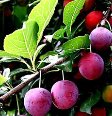 American Plum & Korean Giant Pear Cuttings - 5 Rooting Grafting Plant Propagation - Prunus americana & Pyrus pyrifolia
