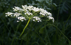 Anise Herb Seeds - Non-GMO Heirloom - Licorice Flavor - Multiple Sizes Available - Pimpinella anisum