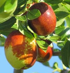 Sugar Cane Jujube Fruit Live Tree 4-5 Feet Bare Root - Ziziphus jujuba