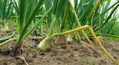 Texas Early Grano Onion Seeds, 500 Heirloom Seeds, Short Day Vidalia Type, Allium cepa