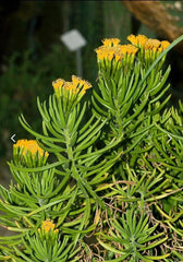 Senecio barbertonicus Cuttings - 10 Lemon Bean Bush Live Plant Cuttings - No Roots, Indoor/Outdoor Succulent Plant