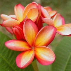Orange Pink Plumeria Seeds - 5 Pack Hawaiian Perennial Flower Lei (Plumeria spp.)