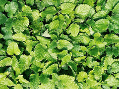 Culinary Spearmint Seeds - 200+ Organic Mentha spicata Seeds for Herb Garden - Free US Shipping