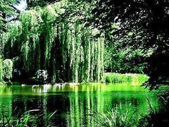 8 Weeping Willow Tree Cuttings - Golden Weeping - Beautiful Arching Canopy - Salix babylonica