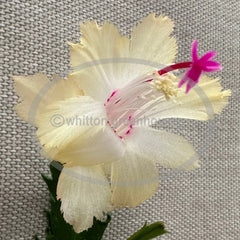 Thanksgiving/Christmas Cactus Cuttings - Schlumbergera "CHELSEA" - No Roots - Perfect for Propagation