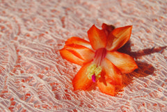 Christmas Cactus Starter Plant - Sunset Strip - Schlumbergera truncata - Healthy Well-Rooted Small Plant for Indoor Gardening