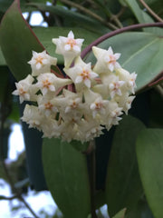 Rare Hoya sp. Laos Rooted Plant 2.5" Pot