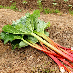 Victoria Rhubarb Seeds | Heirloom Non-GMO Seeds | Rheum rhabarbarum | Free Shipping