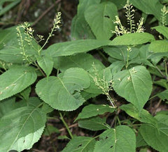 3 Stone Root Plant - Bare Root - Medicinal Wildflower - Collinsonia canadensis - Appalachian Grown - Sustainable Perennial
