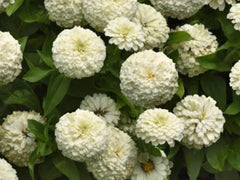 White Zinnia Seeds - 100+ Heirloom Polar Bear Variety - Non-GMO Zinnia elegans