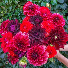 25 Dahlia Seeds - Stark Raving Red - Perennial Flowering Blooms - Dahlia pinnata