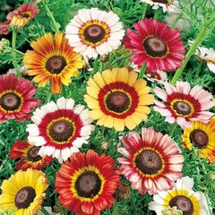 Mixed Tri-Color Painted Daisy Seeds - 200+ Pack - Garden Flowers - Bellis perennis - USA