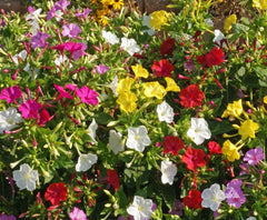 4 O'Clock Seeds Choice Mix, 30+ Non-GMO Heirloom Seeds, Colorful Blooms, USA Grown
